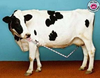ke boi la vache